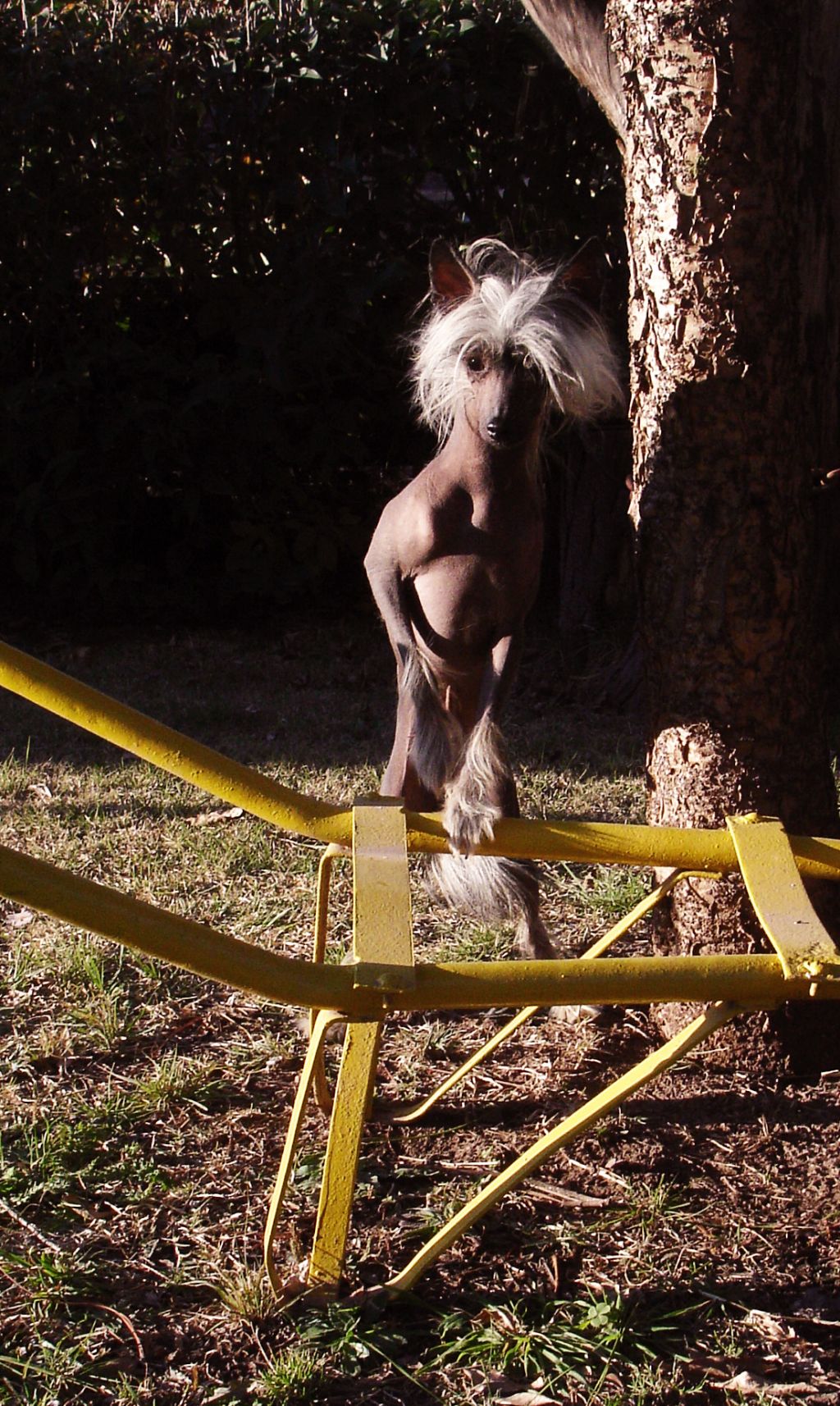 Kung Fu de Tierras Lejanas