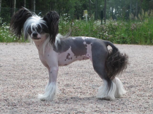 Selfcresteem's Tila Tequila