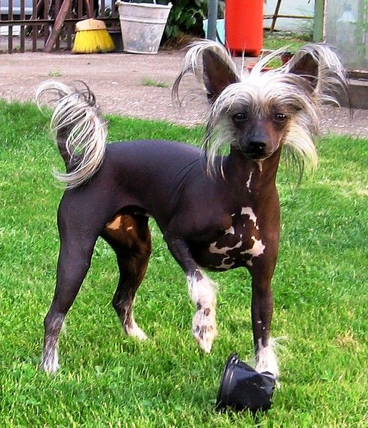 Anais Murie Roztocka Hvezda