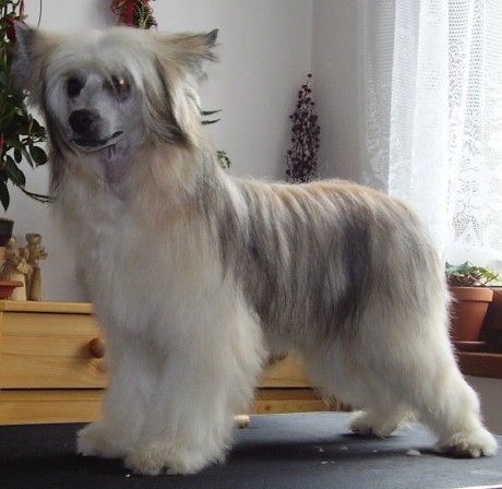 Cawara from Sampan Roztozka Hvezda