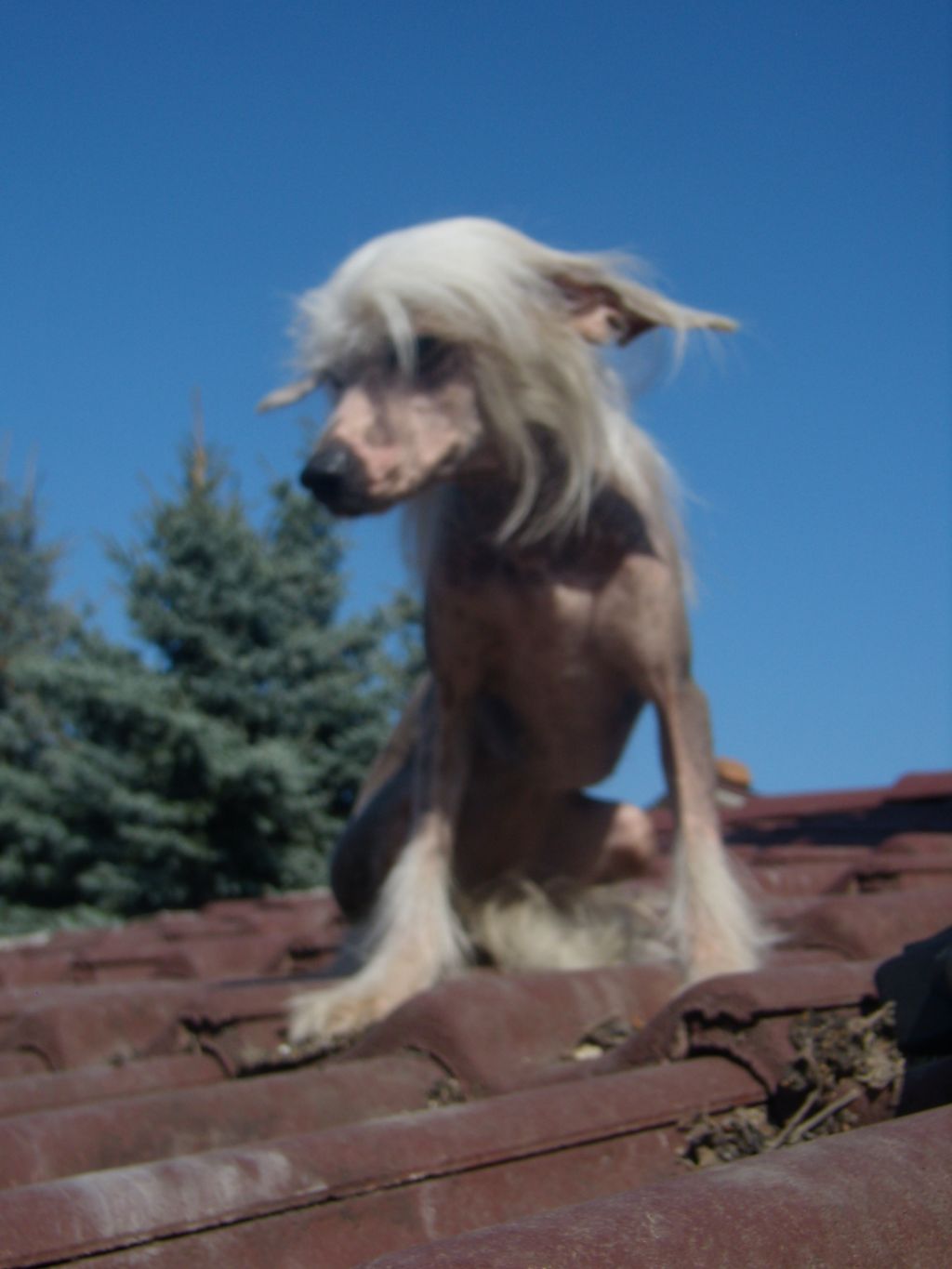 Carmener from Sampan Roztocka Hvezda