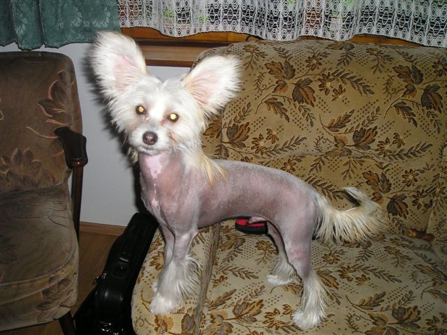 Amadeus z Libovicke Osady 