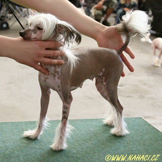 Armina Mio Dogo Dogino