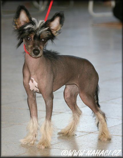 Madeira Kalis z Treste