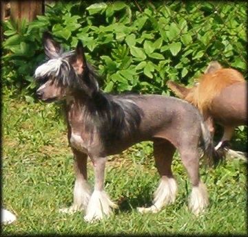 Mon Cher Kalis z Treste