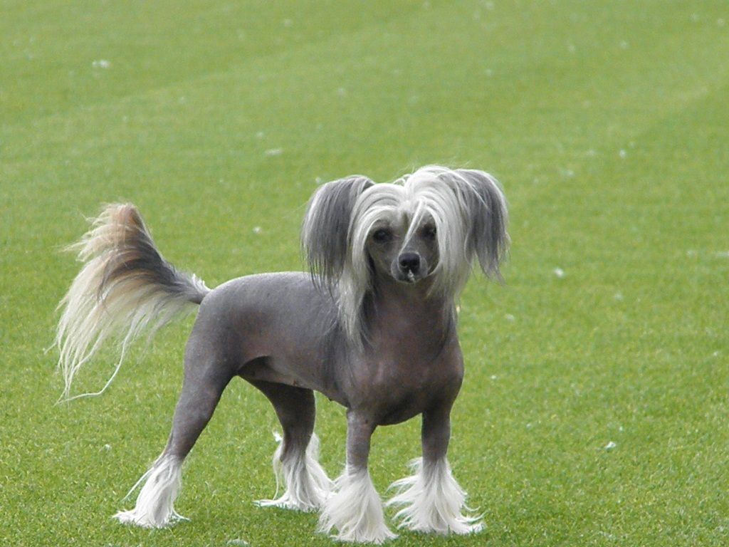 Alliah Little Gangstadogs