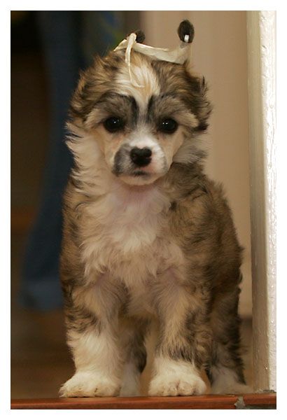 Gou's I'm a Bossa Nova Baby