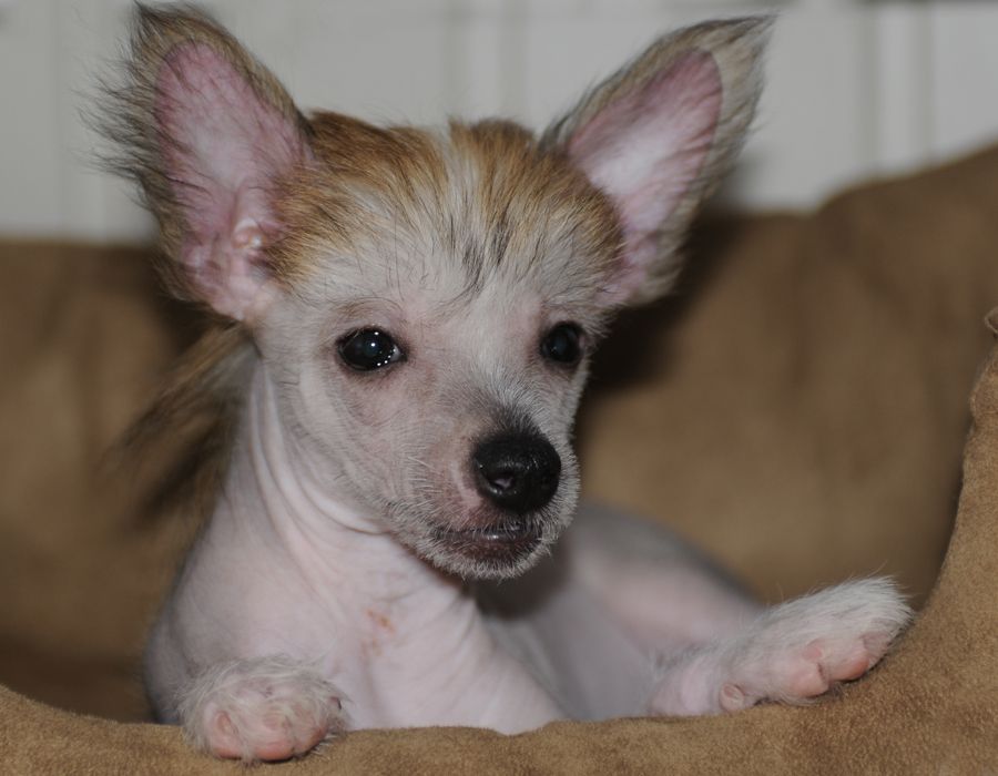 Sunstreaker Cast A Spell