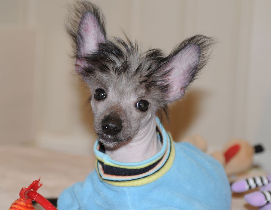 Sunstreaker Copy N Paste