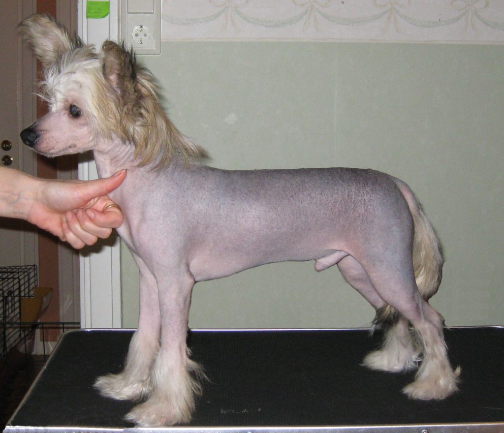 Absolute Magic's Dare To Do Trouble