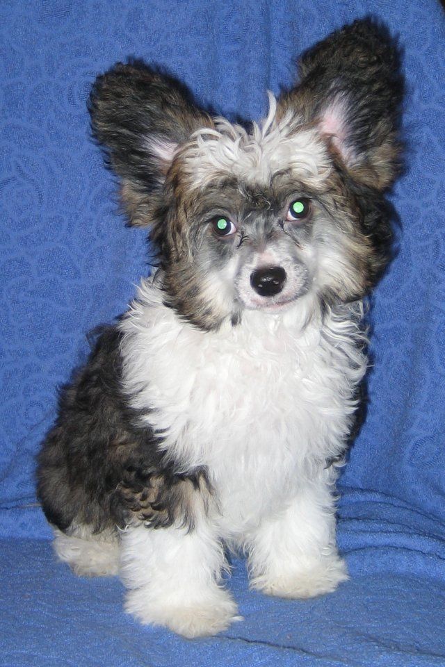 Rafferty Nataki Fanrock