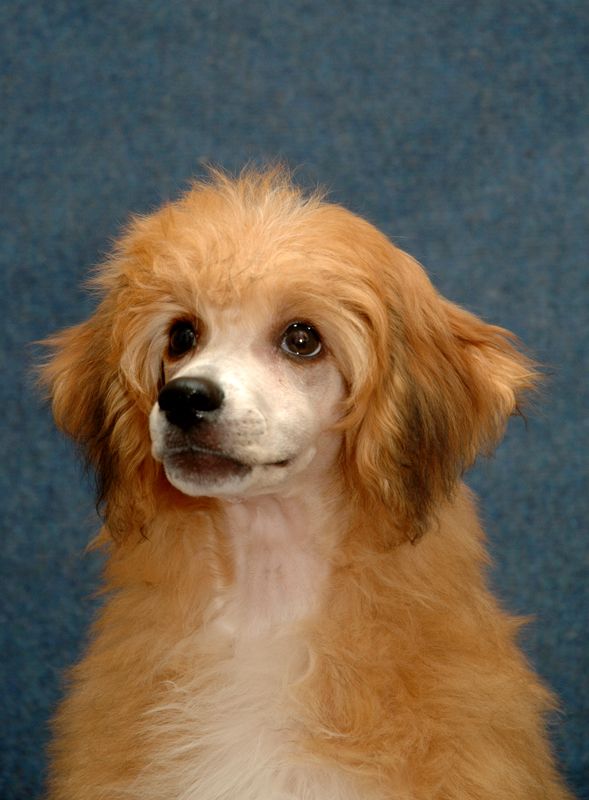 Beatlejuice Nezkrotna markyza