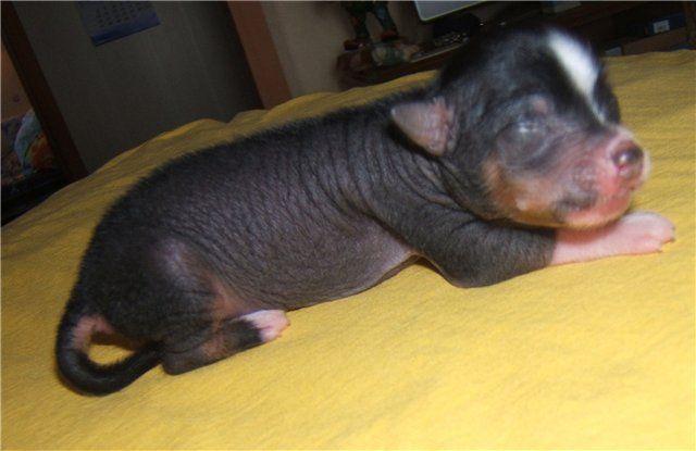 True Magnifisen Tverskaja Krasavitsa