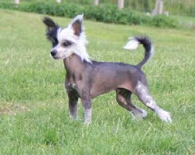 Trollmyren's Mirakel