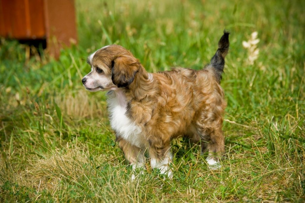Cornellie De Angel Mirabilis Gemma