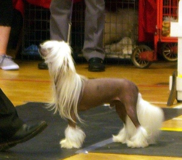 Mixkynz Tiny Tearaway from Liddyleaze