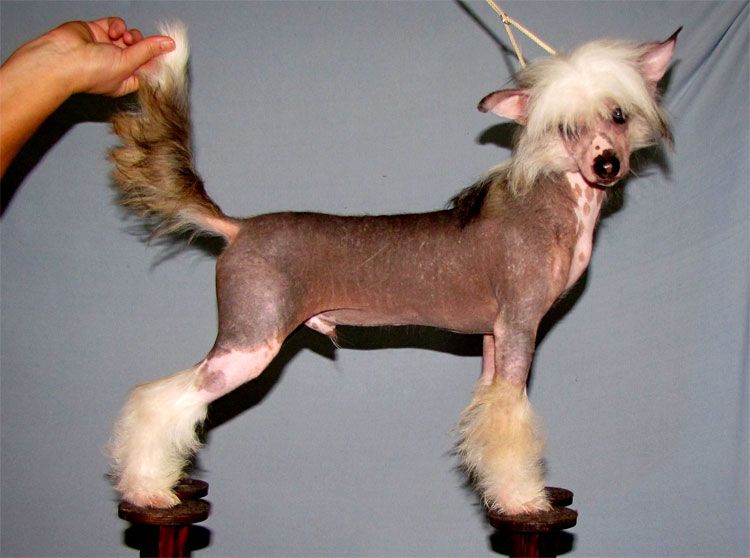 Bi-lav Plus Someone Special