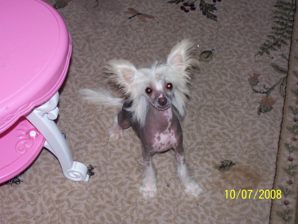 Pointy Pines Ugo N Migo