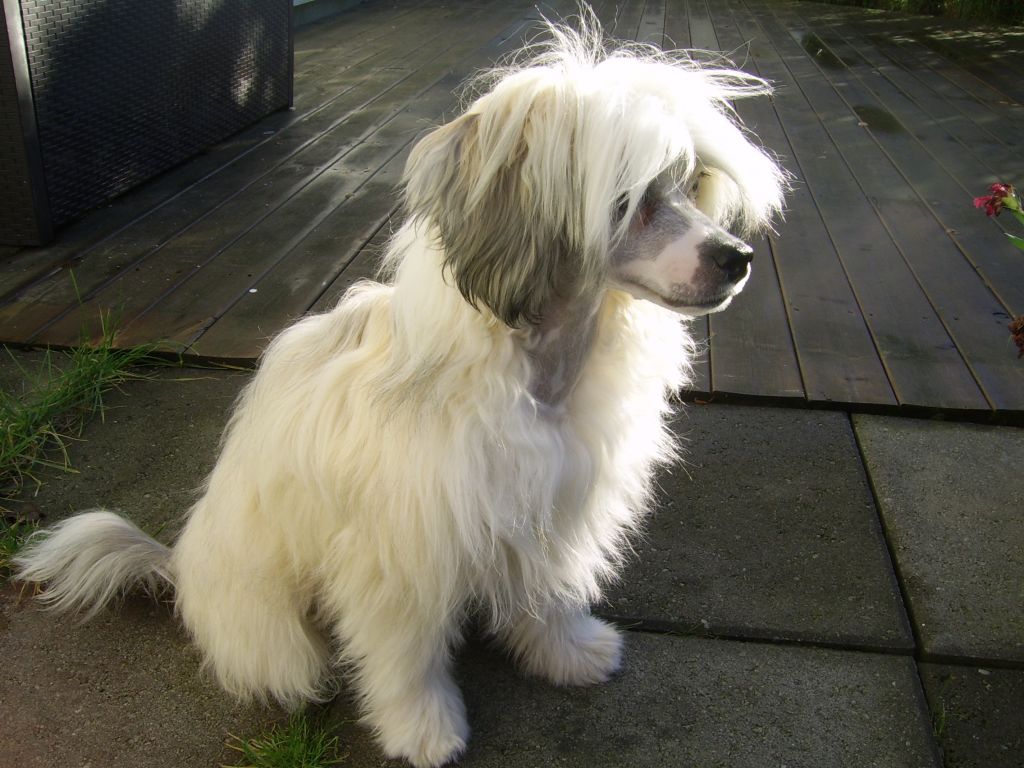 Sørperlas I'm To Sweet