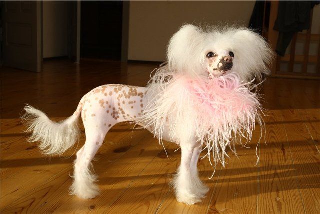 Gracioznaya Gloriya iz Ordena Ekate-Riny