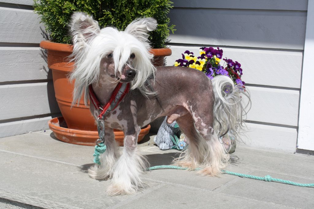 Local Hero's Pinokio