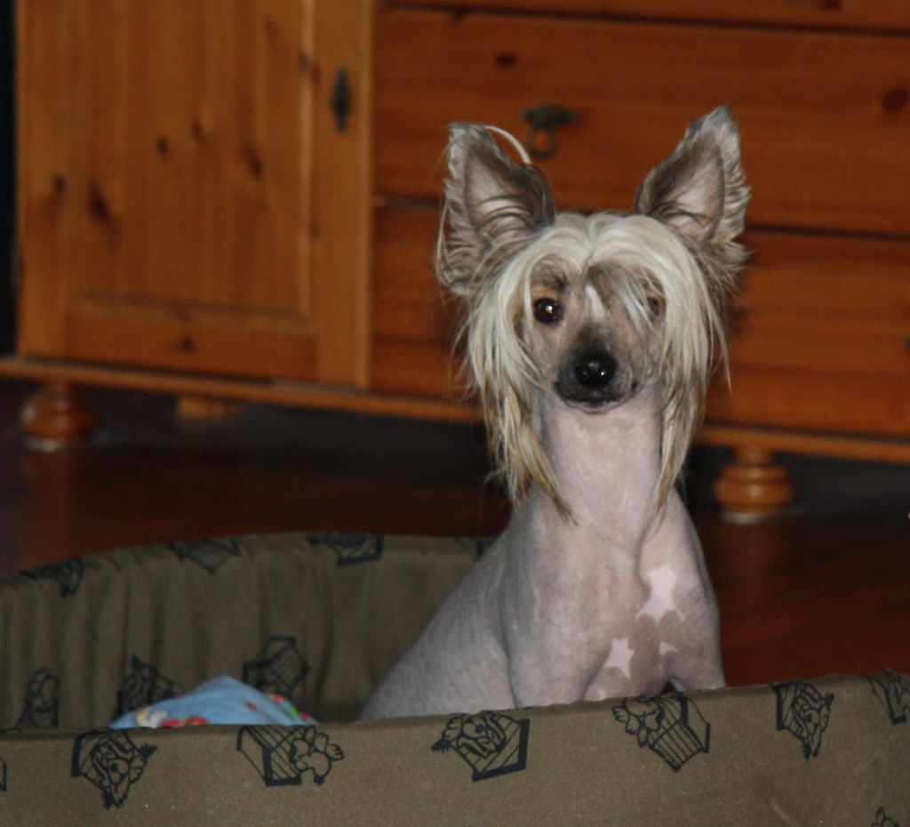 Maurknatten's Mr Arnold