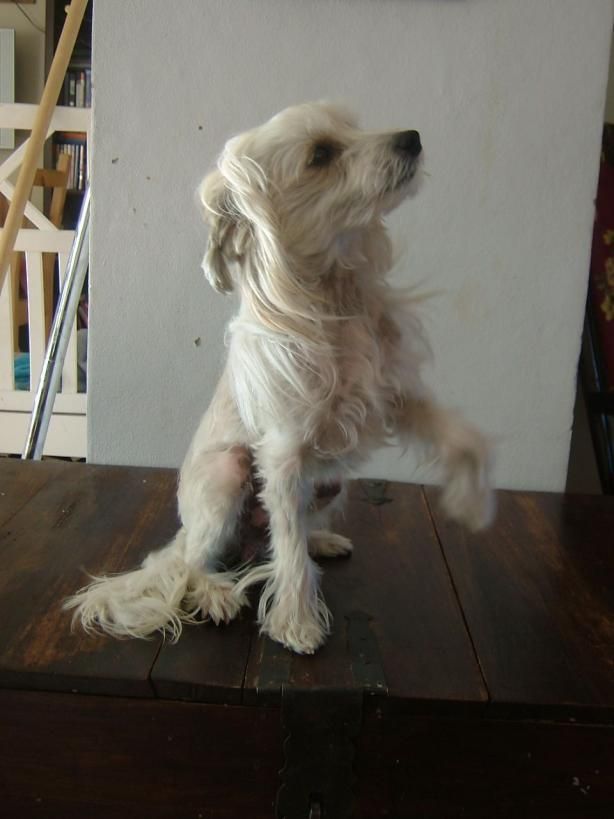 Eugenios Mister Marvellous