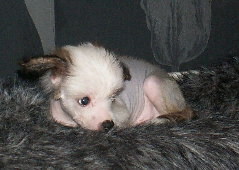 Starside Mr Bump into Dreamwork