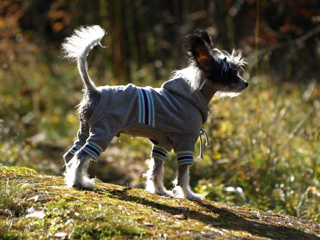 BubbleBobble