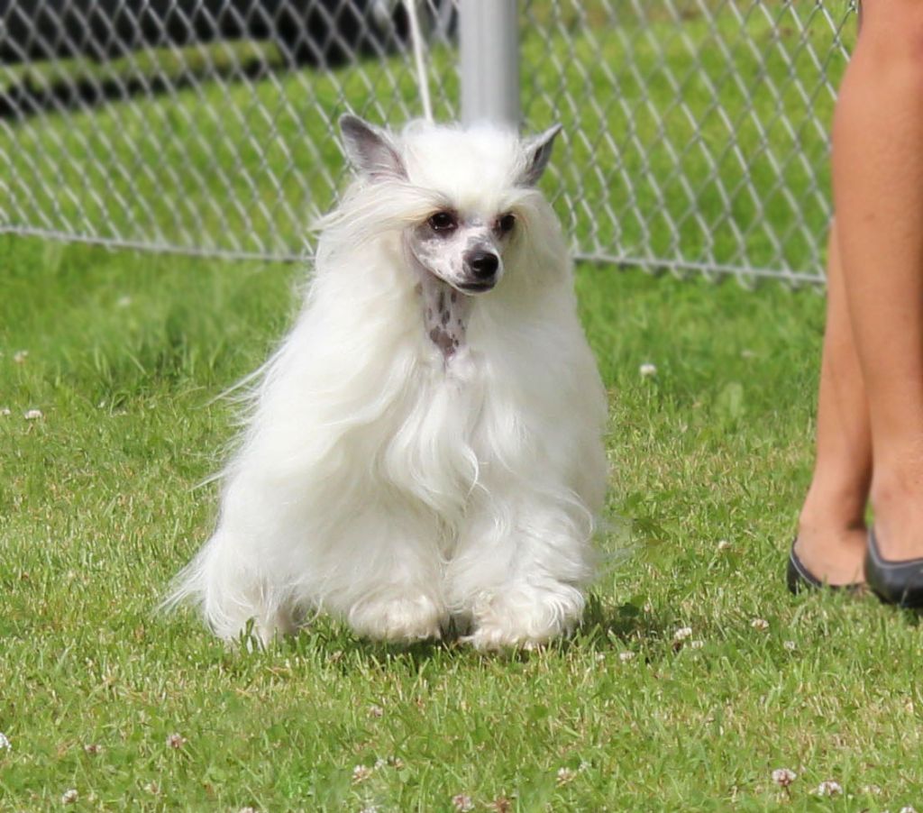 Sirocco Trouble In My Eyes