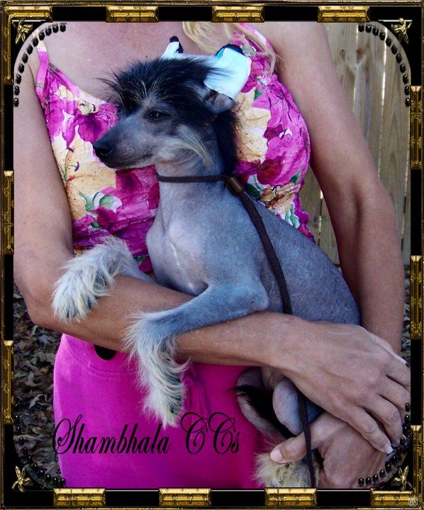 Shambhala's Russian Midnight Dreams 