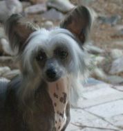 Krishna-Spiritual Joe Six Pack