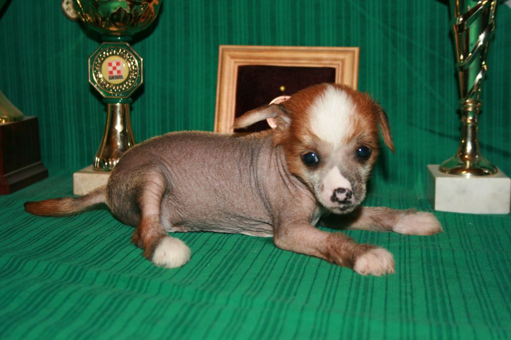 Sparki s Tushinskogo Doma