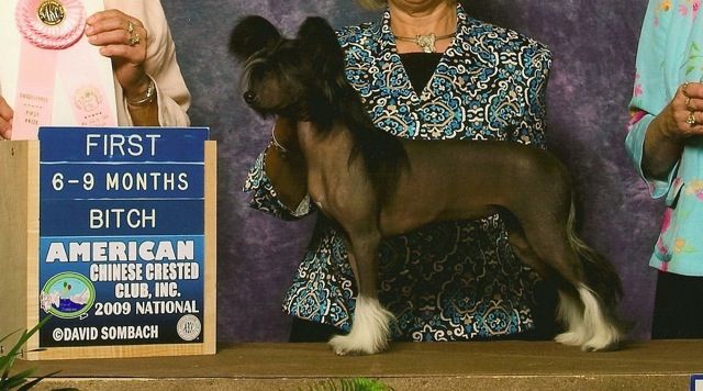 Softail Bugatti Black Pearl