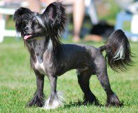 Proud Pony On the Road Again