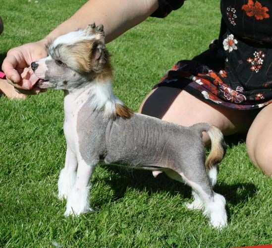 Proud Pony No More Mr Nice Guy