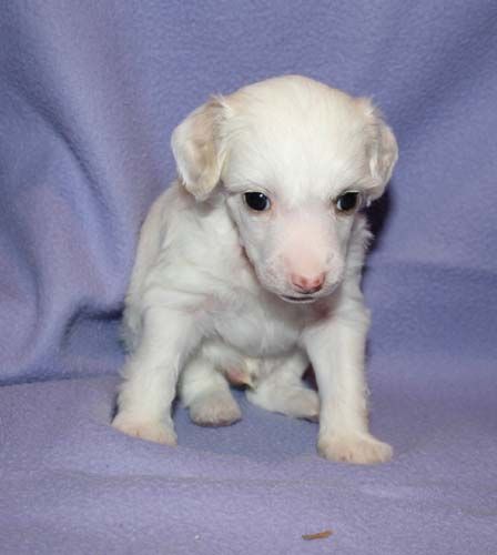 Proud Pony Nice Surprise