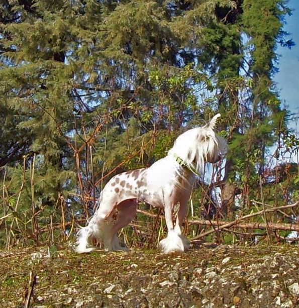 Amelina Divnyi Angel