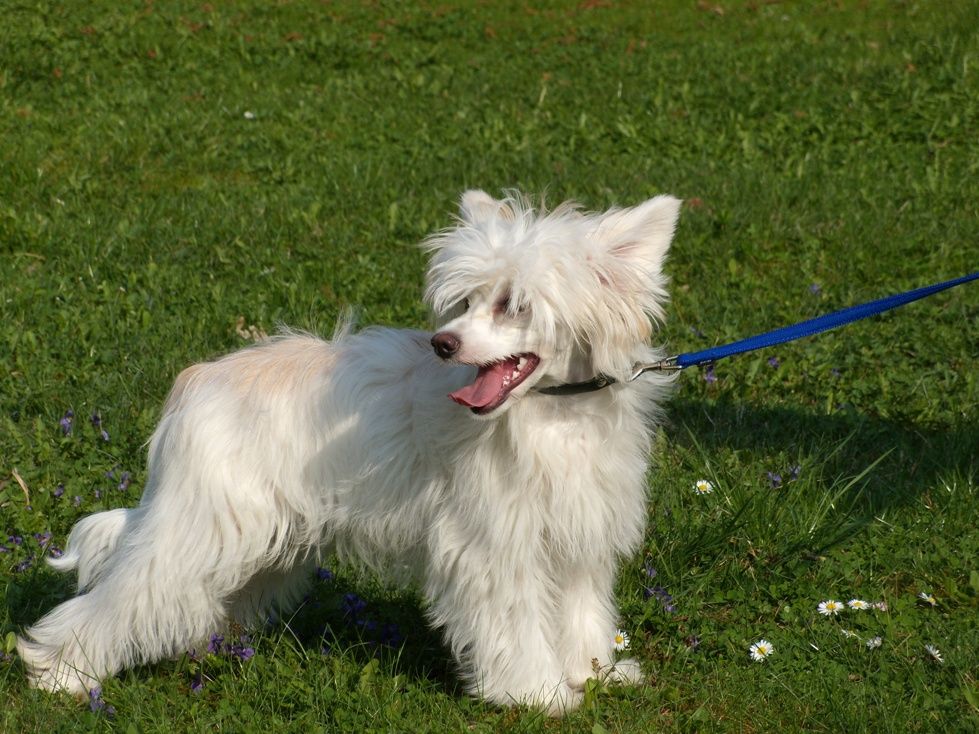 Treasure Guardians Celine