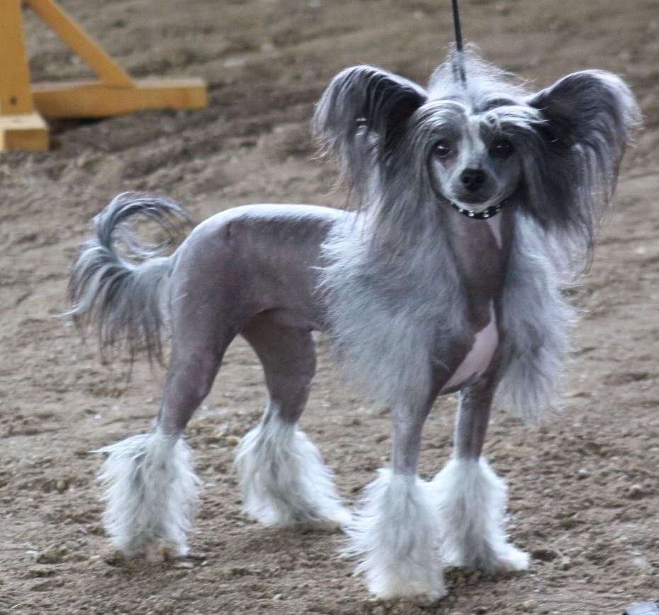 Alek's Unique Fen Chin Fantazy Night