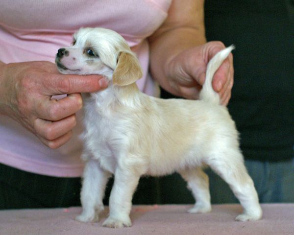 Witaminka  z Gangu Lysych