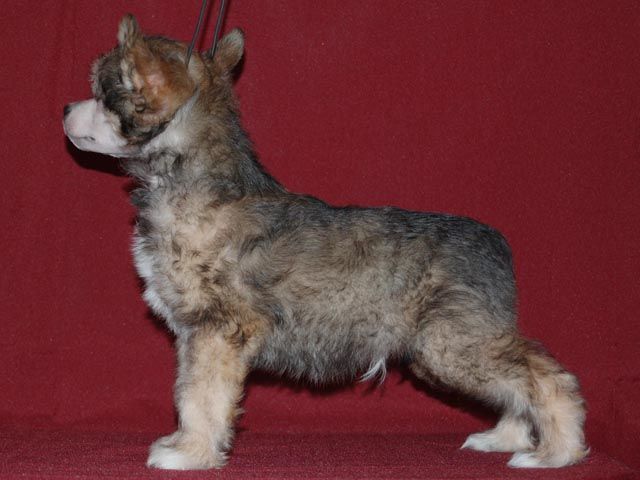 True Magnifisen Faithful Breath