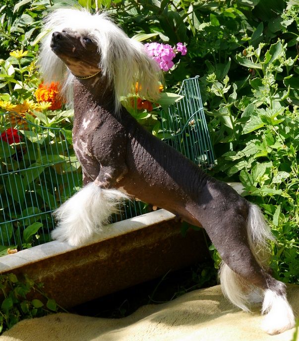 Angel O' Check Igrushechnaya Tutta