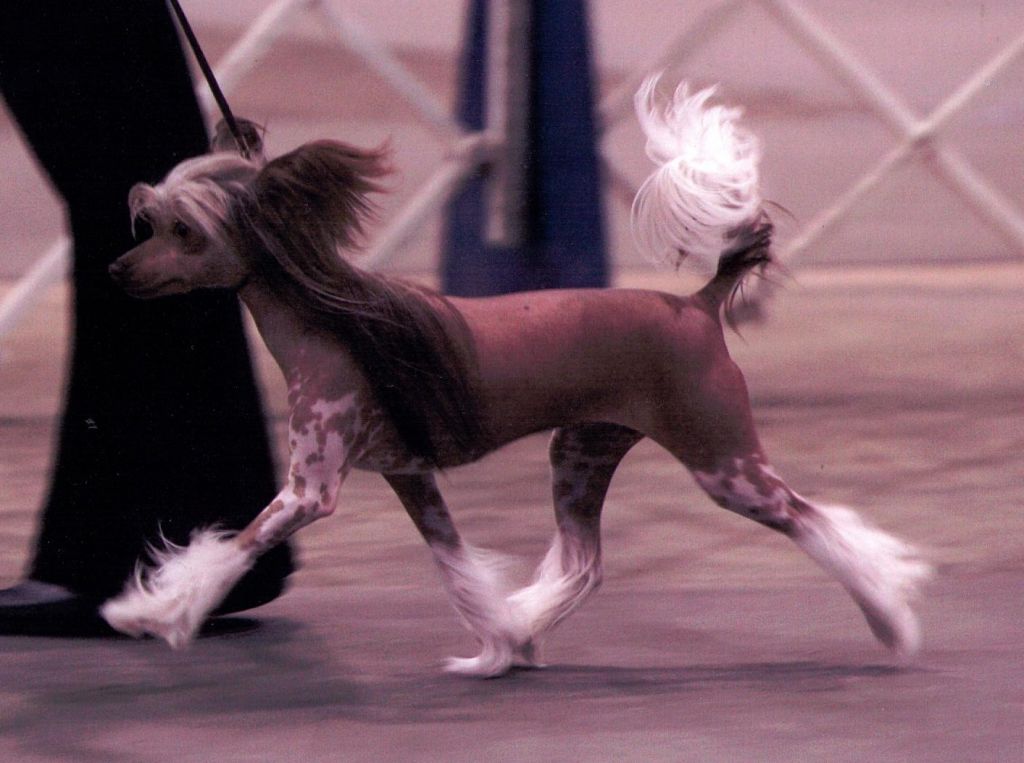 Cristalls Dripping In Chocolate