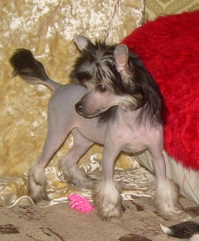 Angel O' Check Praskovya Iz Podmoskovya