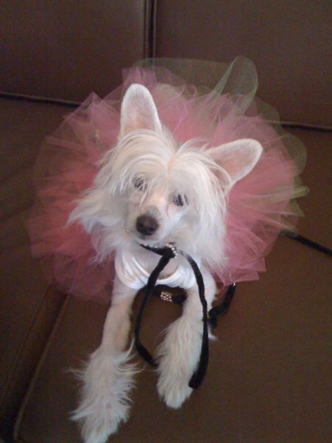 Creekside's It's My Party