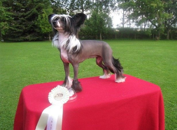 Bonniveras Bellado'nna