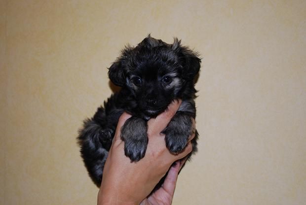 Kinapuffens Ego-Girl