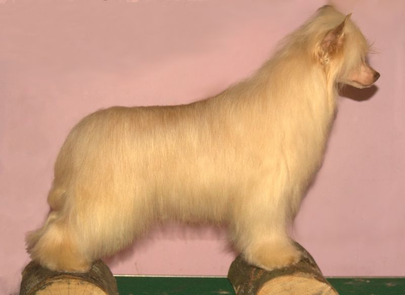 Shadow White Ferutti