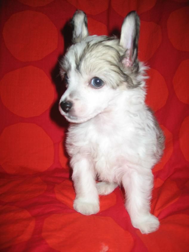 Chattanooga's Chowtaw